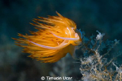 It was taken from Northern Cyprus by Timucin Ucar 